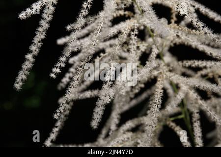 Aruncus dioicus, buck-barbe ou plumes de mariée, connu sous le nom de barbe de chèvre, une plante herbacée vivace à fleurs. Foyer sélectif Banque D'Images