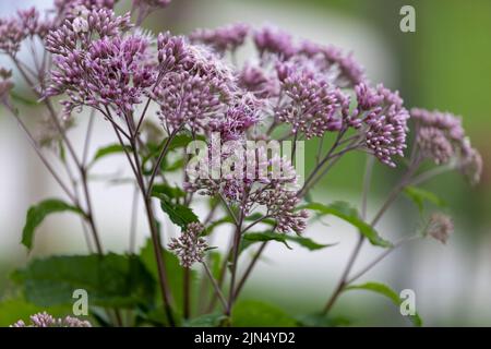 Les mauvaises herbes Joe-Pye ( Eutrochium ) sont des plantes indigènes aux États-Unis et au Canada Banque D'Images