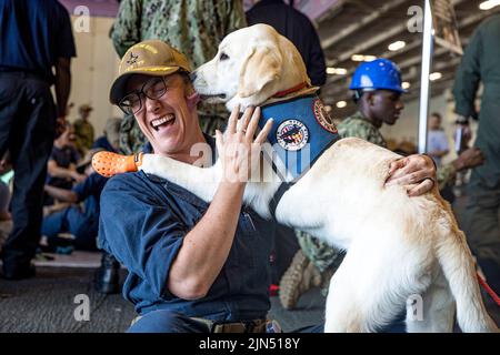 Norfolk, Virginie, États-Unis. 20th juillet 2022. Un chien a apporté au porte-avions de la classe Nimitz USS George H.W. Bush (CVN 77) par Mutts avec une mission est animal de compagnie par un Sailor, 20 juillet 2022. Le George H.W. Bush Carrier Strike Group est un système intégré d'armes de combat qui offre une capacité de combat supérieure pour dissuader, et si nécessaire, vaincre les adversaires de l'Amérique en faveur de la sécurité nationale. Credit: U.S. Navy/ZUMA Press Wire Service/ZUMAPRESS.com/Alamy Live News Banque D'Images