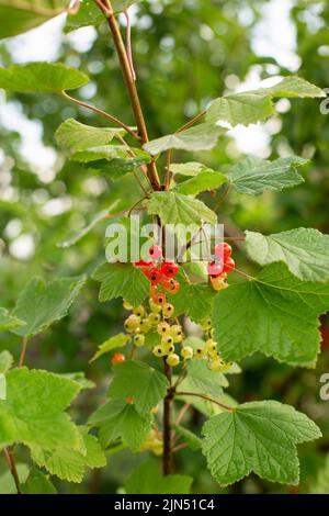 Groseilles rouges non mûres sur une branche dans un jardin. Mise au point sélective douce. Banque D'Images