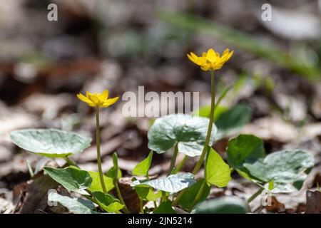 Fleurs de célandine jaune en gros plan dans la forêt printanière. Mise au point sélective, arrière-plan flou et feuillage vert éclatant Banque D'Images