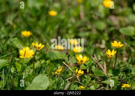 Ficaria verna jaune, moins de fleurs de célandine ou de pilewort sur le champ de printemps vert gros plan. Accent sélectif sur le feuillage floral éclatant Banque D'Images