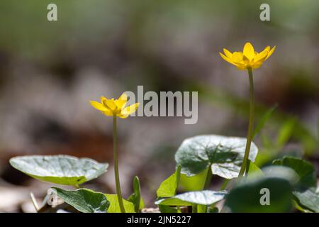 Fleurs de célandine jaune en gros plan dans la forêt printanière. Mise au point sélective, arrière-plan flou et feuillage vert éclatant Banque D'Images