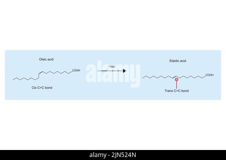 Réaction de chauffage de l'acide oléique à l'acide élaïdique - réaction d'oxydation des acides gras - de la double liaison carbone cis à la double liaison carbone trans. Illustration de Vecteur