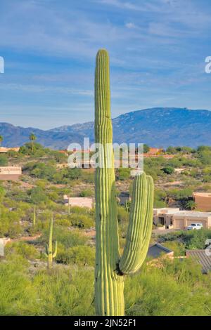 Saguaro cactus contre le quartier de Tucson, Arizona. Gros plan d'un cactus saguaro contre les grandes maisons et les montagnes à l'arrière. Banque D'Images