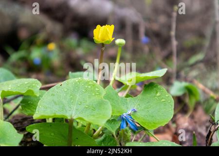 Fleur jaune de célandine avec feuilles vertes dans la forêt printanière. Verdure vive avec arrière-plan flou Banque D'Images