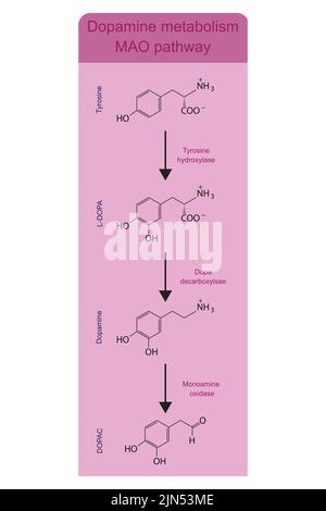 Métabolisme de la dopamine voie Mao (monoamine oxydase) - biotransformation de la tyrosine en L-DOPA, dopamine et DOPAC. Infographie sur fond rose. Illustration de Vecteur