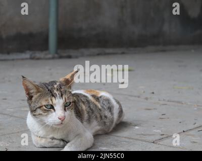 chat posant pour la photo Banque D'Images