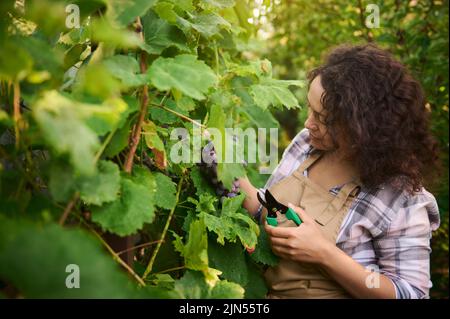 Femme viticultrice multiethnique en gros plan utilisant des cisailles de jardin cueillant des raisins biologiques mûrs et juteux dans un vignoble écologique. Banque D'Images