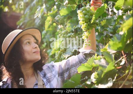 Gros plan d'une belle femme hispanique, vigneron, viticulteur dans les rangs de vigne vérifiant la qualité des raisins mûrs Banque D'Images