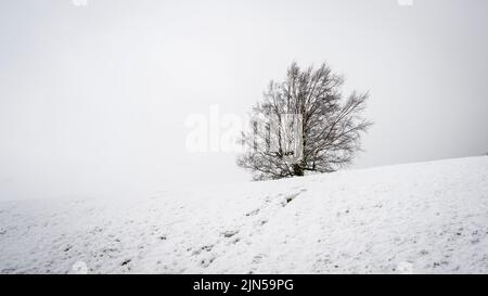 Un arbre isolé sur le sommet de la colline enneigée, Mount Somers, Canterbury. Concepts solitaires. Banque D'Images