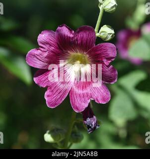Stockrose, Alcea rosea, auch unter den Namen Stockmalve oder Bauernrose bekannt ist eine schoene Gartenblume und eine Heilpflanze. Hollyhock, Alcea ro Banque D'Images