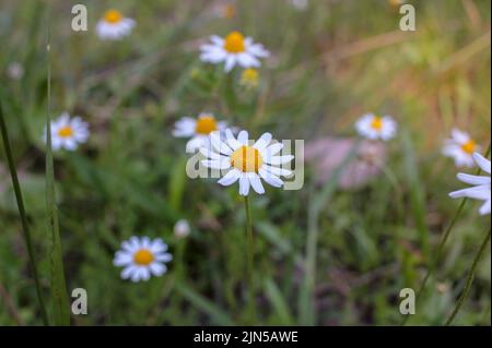 il y a beaucoup de petites fleurs blanches humbles dans l'herbe Banque D'Images