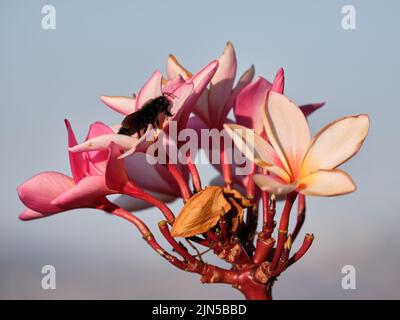 Abeille violette (Xylocopa violacea) sur une fleur de plumeria. Banque D'Images