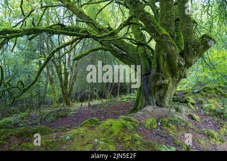 Le grand vieux tronc d'arbre à gnarled dans la forêt vert foncé et verdoyante de mousses Banque D'Images