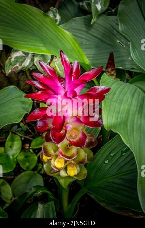 Fleur de curcuma, Curcuma Longa Banque D'Images