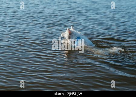 Chien blanc neige race Spitz japonais natation dans l'eau du lac Banque D'Images