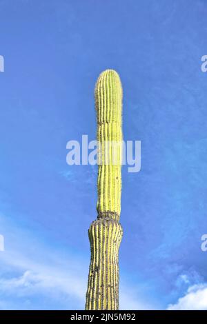 Vue sur le cactus saguaro depuis le bas du parc national de Sabino Canyon à Tucson, Arizona. Cactus columnar géant sur fond bleu ciel. Banque D'Images