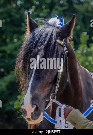 Cheval Shire en main Banque D'Images