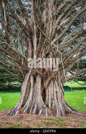 Dawn Redwood - Ohio Champion Tree - Cincinnati Banque D'Images