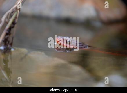 Couleuvre d'eau à ventre rouge dans un petit bassin d'eau en Caroline du Nord Banque D'Images