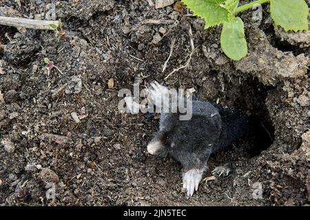 La taupe d'animaux s'envole dans le jardin. Banque D'Images