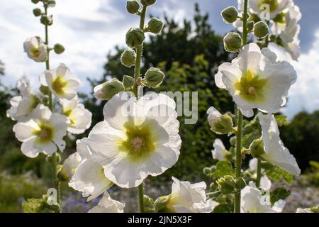 Le malow blanc de malva fleurit dans le jardin d'été. Gros plan de creux blanc contre le soleil. Banque D'Images