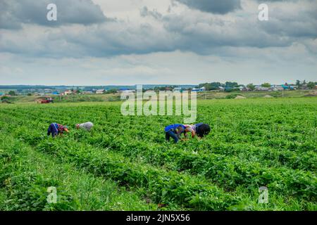 Tatarastan, Russie. 2022, 16 juillet. Les femmes cueillant des fraises dans le champ. Les agriculteurs font équipe pour récolter des fraises dans une plantation verte. Travailleurs agricoles Banque D'Images