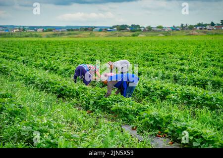 Tatarastan, Russie. 2022, 16 juillet. Les femmes cueillant des fraises dans le champ. Les agriculteurs font équipe pour récolter des fraises dans une plantation verte. Travailleurs agricoles Banque D'Images