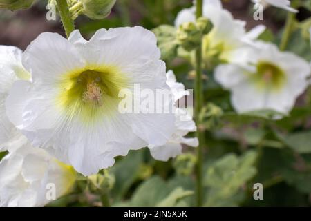 Le malow blanc de malva fleurit dans le jardin d'été. Gros plan de creux blanc contre le soleil. Banque D'Images