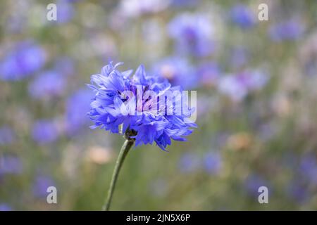 Fleurs de maïs dans le jardin d'été. Gros plan, arrière-plan flou. Fleurs sauvages bleues dans le champ. Fond floral naturel Banque D'Images