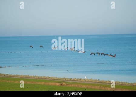 Un floc de bernaches du canada survole la mer des wadden dans le nord de l'allemagne Banque D'Images