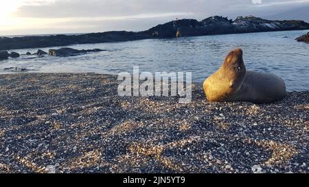 Un pup de lion de mer qui pendait sur des rochers noirs dans l'île de Fernandina, Galapagos Banque D'Images