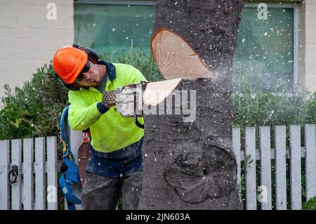 Employé du conseil, arboriste qui coupe des arbres de rue à l'aide d'une tronçonneuse, à Hobart, en Tasmanie Banque D'Images