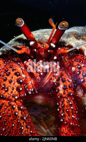 Crabe hermite à pois blancs (Dardanus megistos). Banque D'Images