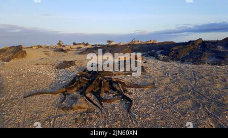 Un pup de lion de mer et des iguanes marins accrochés sur des rochers noirs de l'île Fernandina, Galapagos Banque D'Images