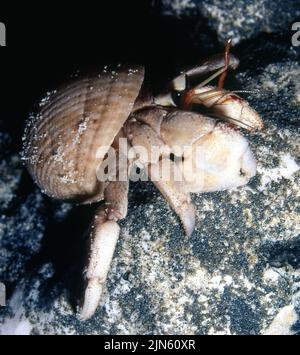 Crabe hermite terrestre (Coenobita sp., C. scaevola?) Des Maldives. Banque D'Images