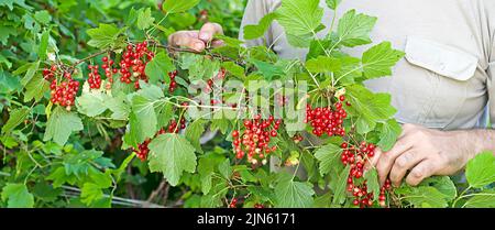 Le jardinier tient des petits pains de raisins rouges dans le jardin.saison de récolte. Banque D'Images
