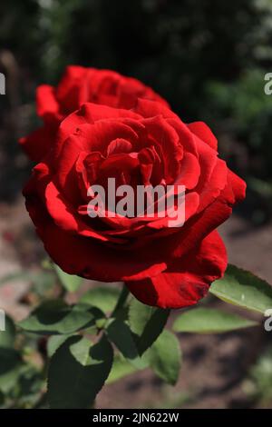 Rose rouge capturée un jour ensoleillé Banque D'Images