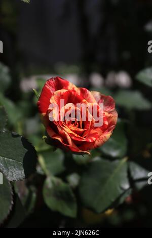 Le fil de rose du jardin a été surpris par une journée ensoleillée Banque D'Images