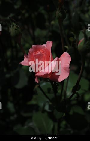 Rose qui commence à fleurir Banque D'Images