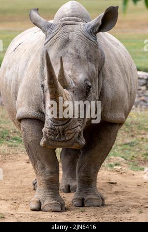 Un rhinocéros blanc d'Afrique australe ou Rhino, et son veau broutage dans un sanctuaire de conservation de la faune en Angleterre. Ils ont deux avertisseurs sonores et sont connus Banque D'Images