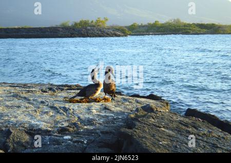 Cormorans sans vol sur le nid de l'île Fernandina, Galapagos. Banque D'Images