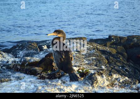 Cormorans sans vol sur le nid de l'île Fernandina, Galapagos. Banque D'Images