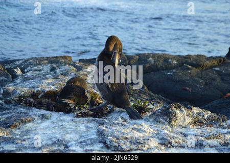 Cormorans sans vol sur le nid de l'île Fernandina, Galapagos. Banque D'Images