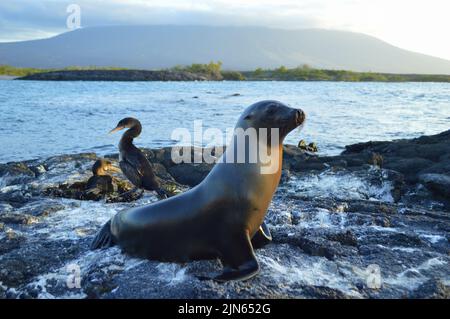 Un lion de mer à côté du nid du cormoran sans vol sur l'île Fernandina, Galapagos. Banque D'Images