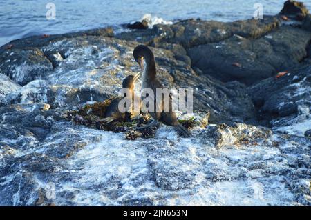 Cormorans sans vol sur le nid de l'île Fernandina, Galapagos. Banque D'Images