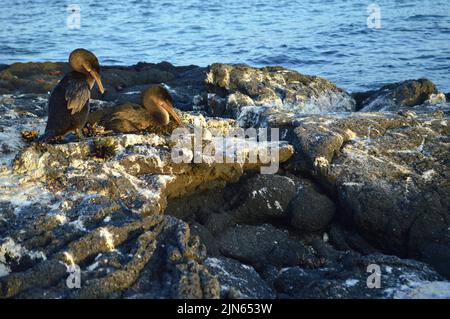 Cormorans sans vol sur le nid de l'île Fernandina, Galapagos. Banque D'Images