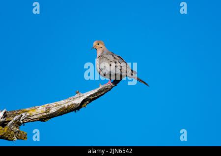 Dourning Dove, Zenaida macroura, perché sur une branche au soleil avec un ciel bleu Banque D'Images