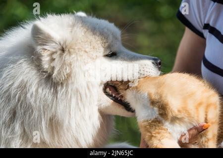 Chien samoyé et chat rouge, morsures de chien jouant au chat Banque D'Images